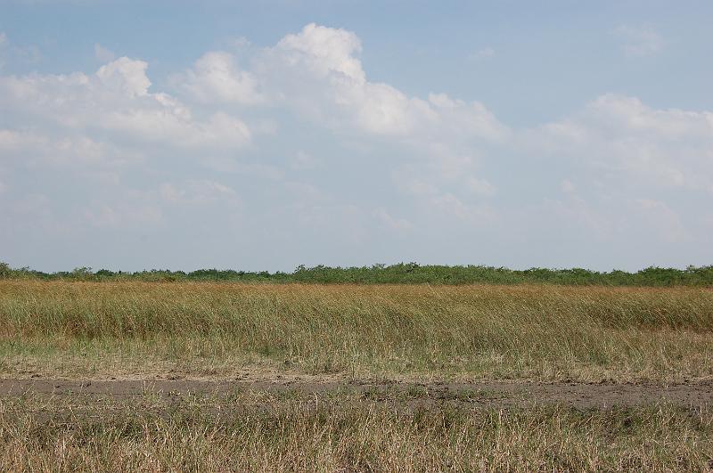 505. everglades.JPG